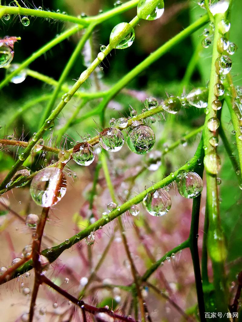 昨夜的小雨