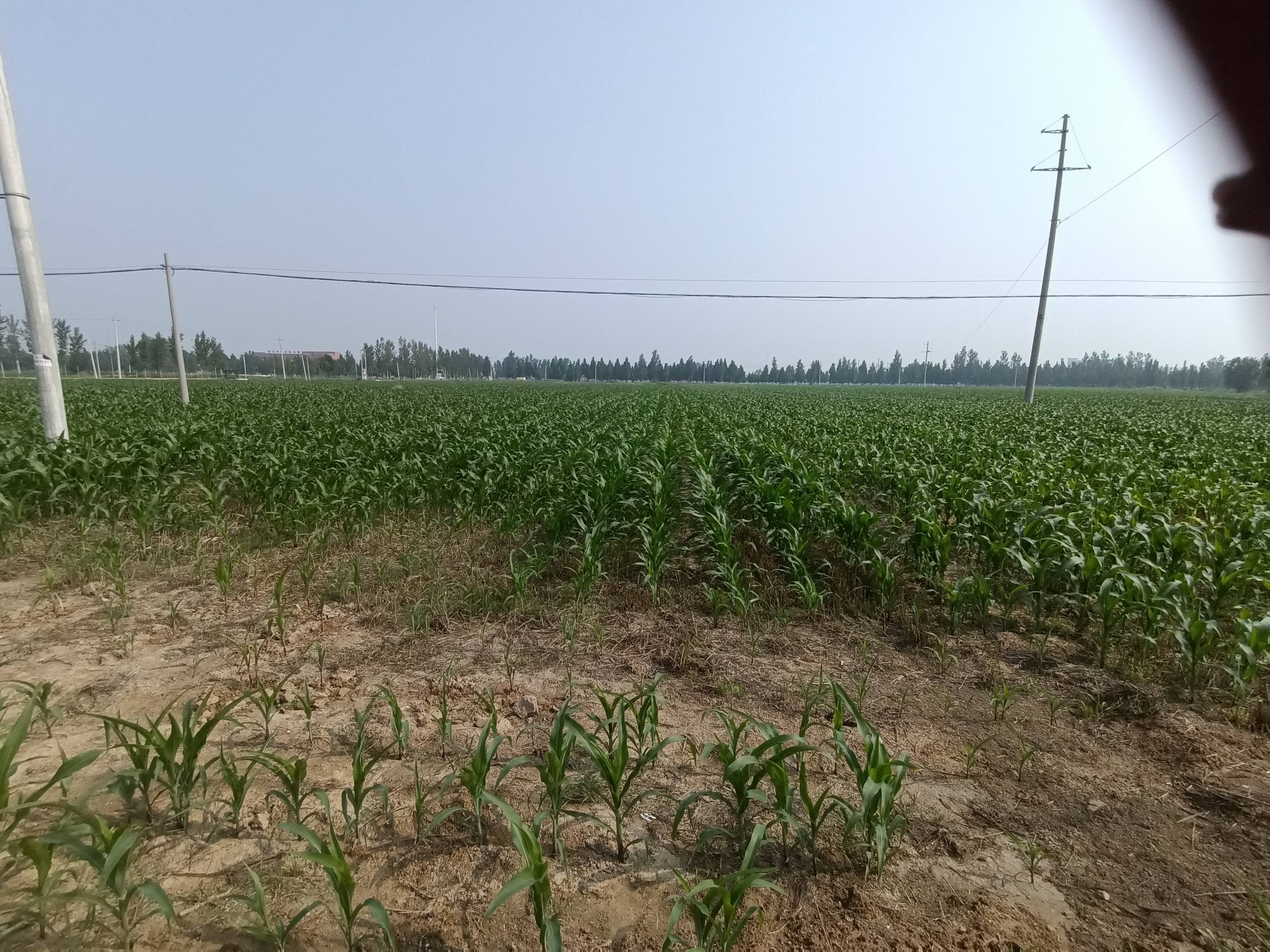 夏日茁长的禾苗