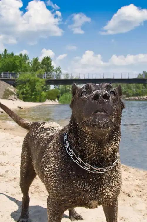 记忆中的犬吠