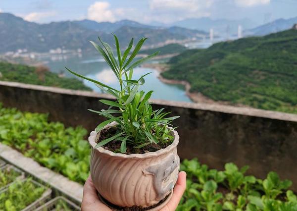 当生命与生命碰撞