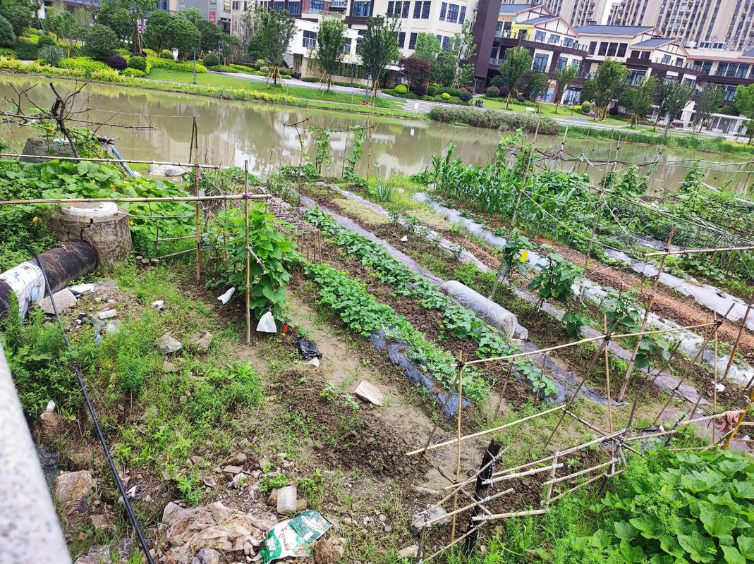 隔壁的小菜园