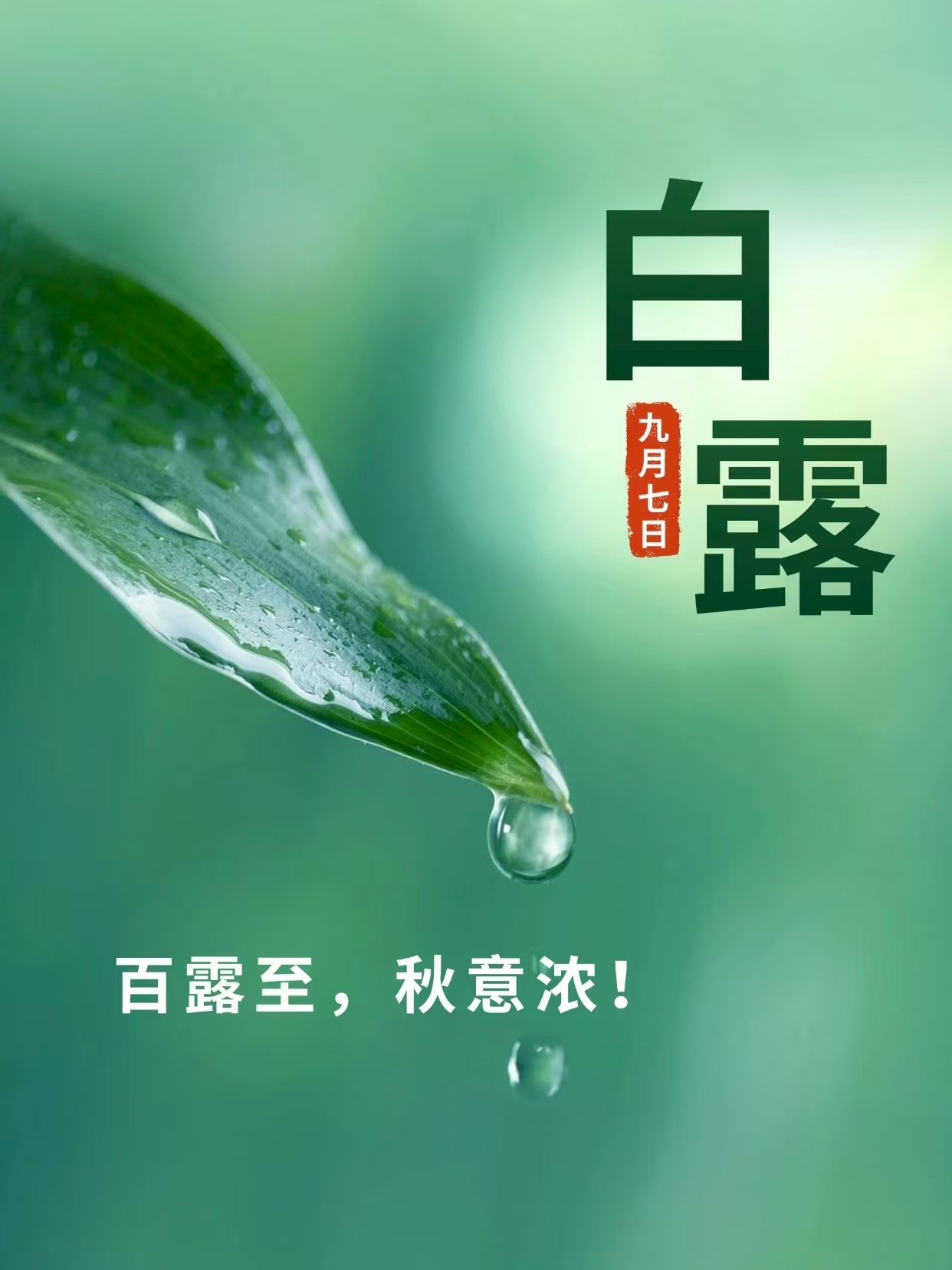 白露