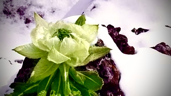 天山上一朵雪莲