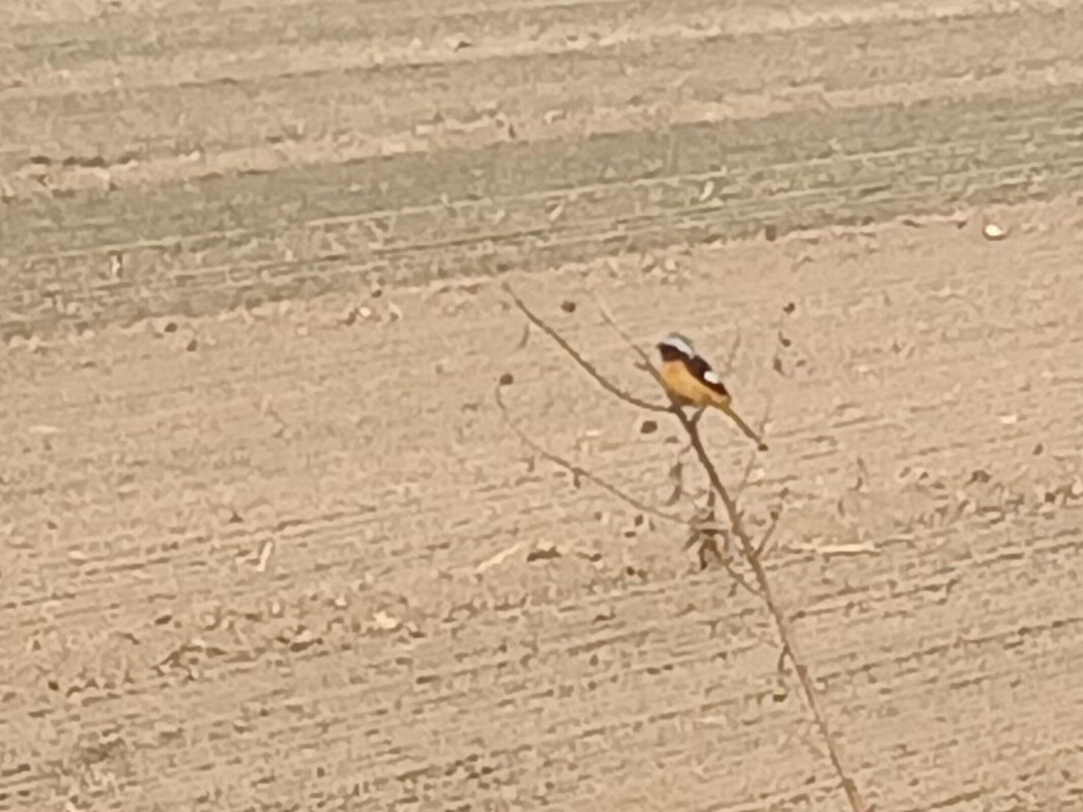 偶然相遇的那只鸟儿