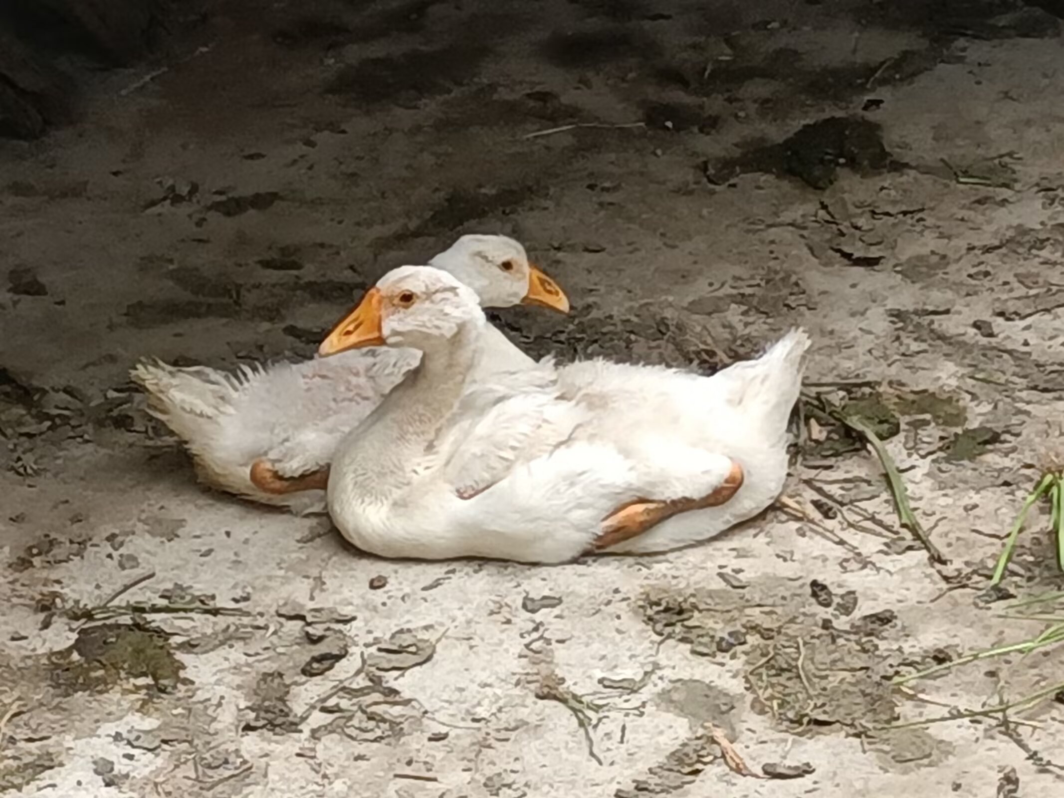 我家大白鹅的“远行”与归来