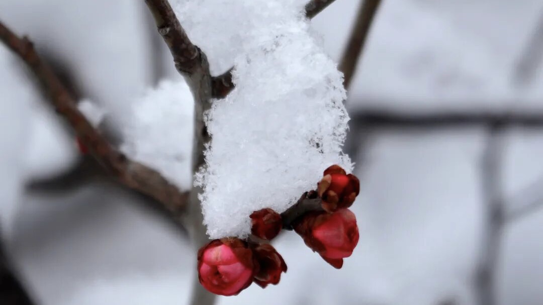 雪·梅·风｜小年忆亲