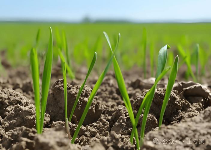 蛙鸣催春至  阳气孕新麦