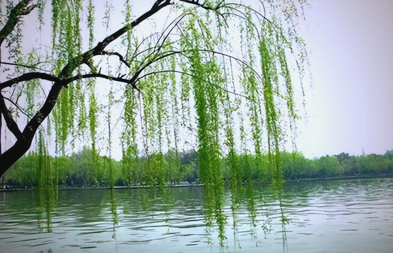 春风拂面笑开颜