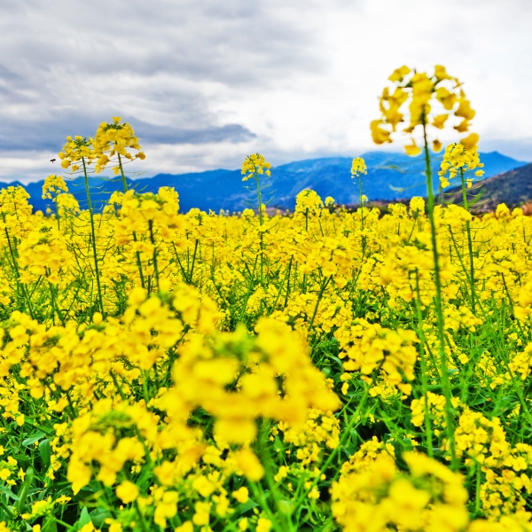 倔强的油菜花  外二首