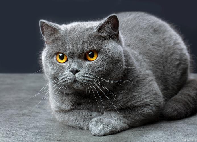 这人、这猫与这事