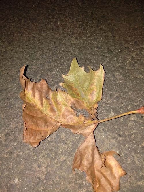 树叶黄了（外一首）