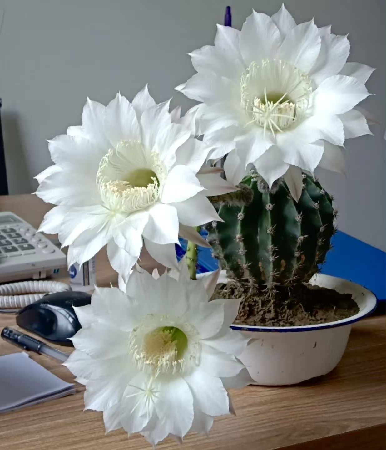 仙人球花