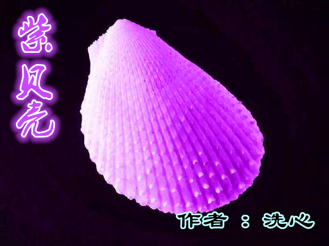《紫贝壳》  ---  作者:洗心 ---朗诵:沈虹