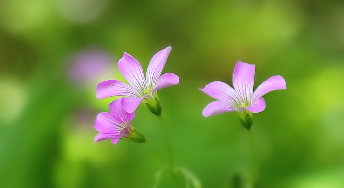 角落里的小花