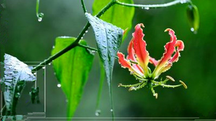 雨后，我与大地一起呼吸