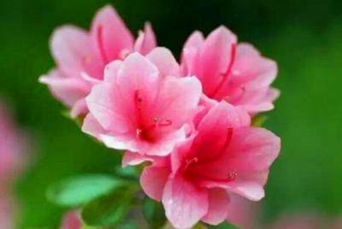 心中的歌献给你