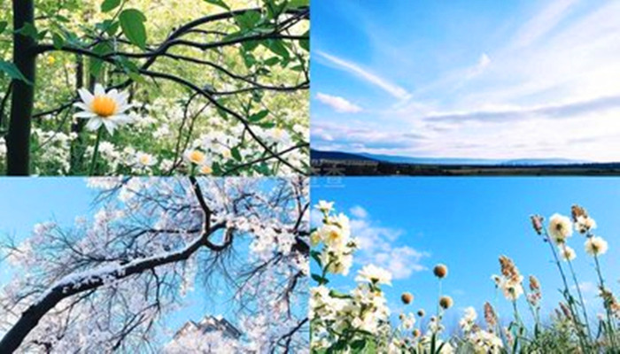 我的季节  只有春天